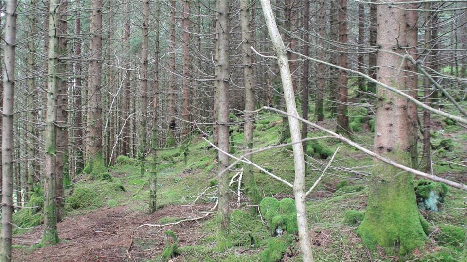 Lenkje til artikkel: Skogdagar i Kvam